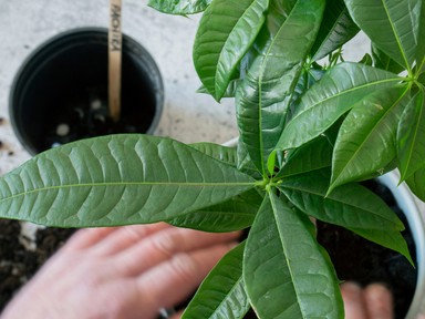 Idén mindenki erre a szobanövényre vágyik, viszonylag igénytelen és szerencsét is hoz