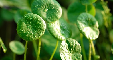 Ez a gyógynövény segít, hogy tovább élj