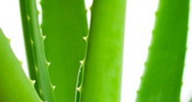 ALOE VERA - Tényleg csodanövény?