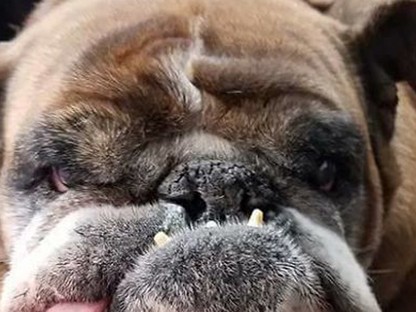 Őt választották a világ legcsúnyább kutyusának, mégis aranyos! 