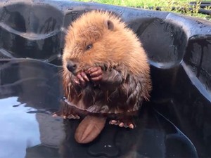 Szupercuki: Egy bébi hód mosakszik