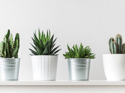 3+1 egyszerű trükk, hogy életben maradjanak a szobanövényeid