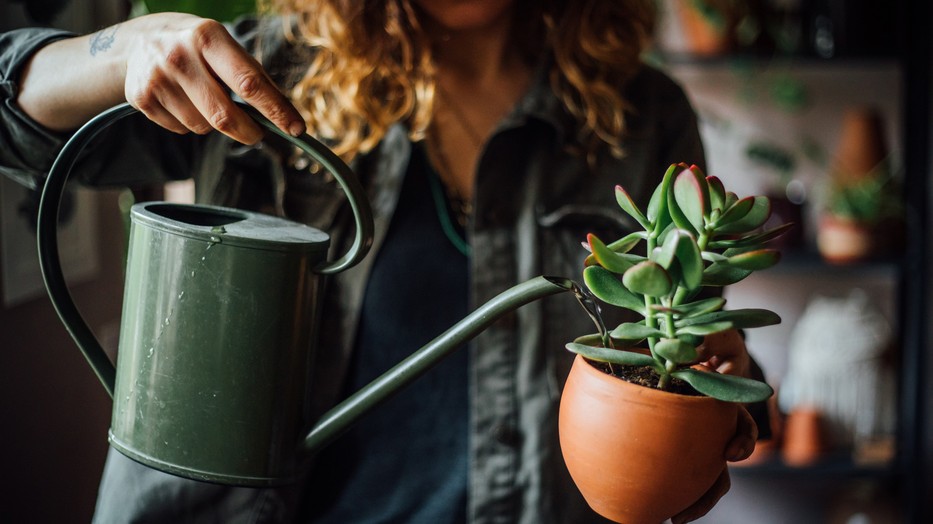 5 jel, hogy túlöntözöd a szobanövényeidet