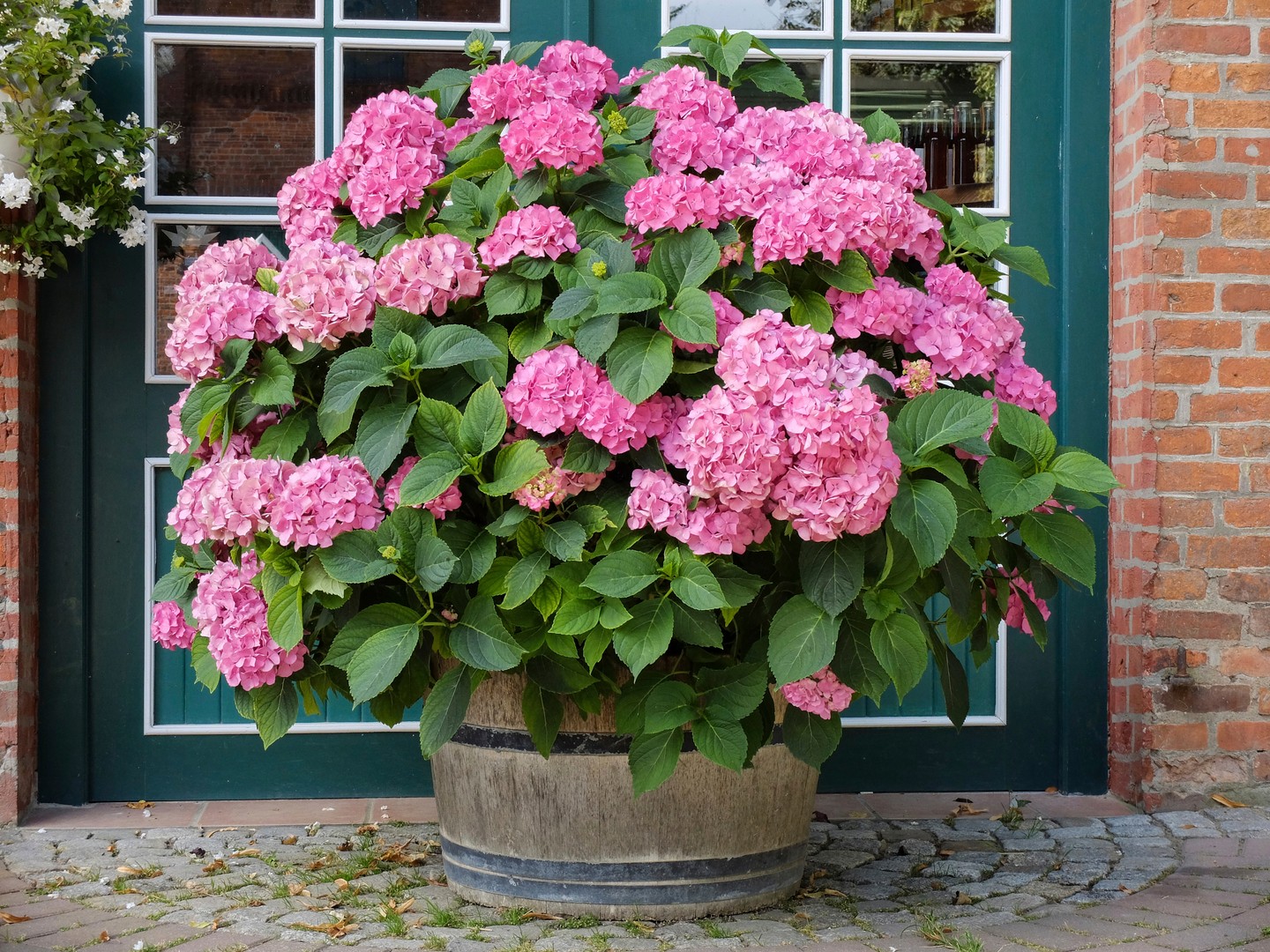  12. Hortenzia: Ha hortenziát szeretnél venni, a törpe a legjobb választás. Nagy cserepet keress neki, ami olyan anyagból készült, ami nem fagy meg a hideg időben. Fajtától függ, hogy mennyi napfény kell neki, ezért mielőtt megveszed, olvasd el a leírását! A kevés napfényt és az árnyékot is kedveli.