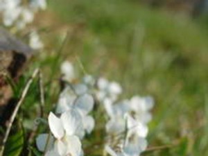 Gyógytúrák, receptek, Halimba