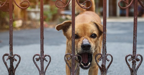 Akár meg is mentheti az életed ez az egyetlen szó, ha kutyatámadás ér