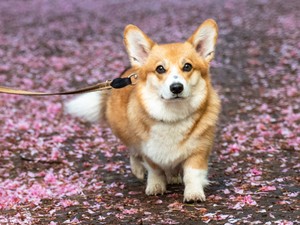 Pici de park: mi az a parklet mozgalom?