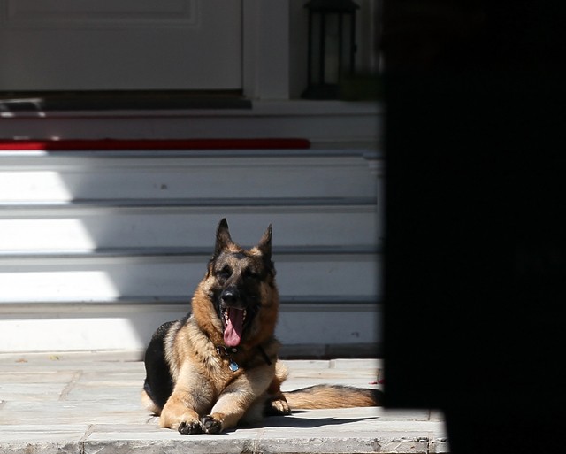 Az amerikai elnökválasztás legnagyobb győztese ez a németjuhász, aki történelmet írt