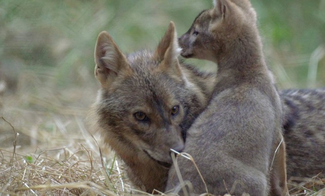 Be vagy zárva? Bámulatos magyar természetfilmekkel juthatsz most ingyen közel a természethez