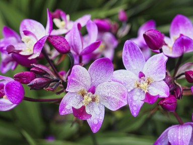 Hetente locsold meg ezzel a szobanövényeidet, cserébe egész évben virágozni fognak