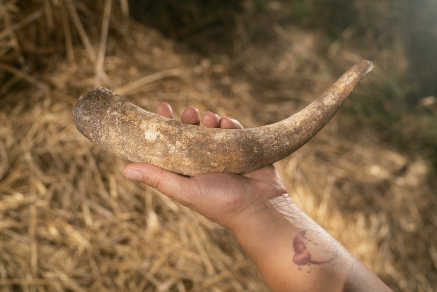 Biodinamikus preparátum: a tehénszarvba tehéntrágyát töltenek, ősszel a földbe ássák, tavasszal pedig kiveszik. Ez megmutatja, hogy a talaj milyen állapotban van, mennyire termékeny