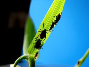 Lyme-kór: hogy ismerheted fel?