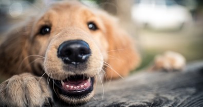 Hogyan élhet sokáig és boldogan a kutyád? Állatorvost kérdeztünk