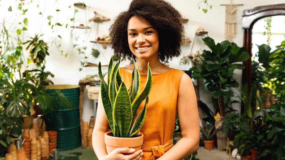 Most kiderül, mennyit tudsz a szobanövények gondozásáról