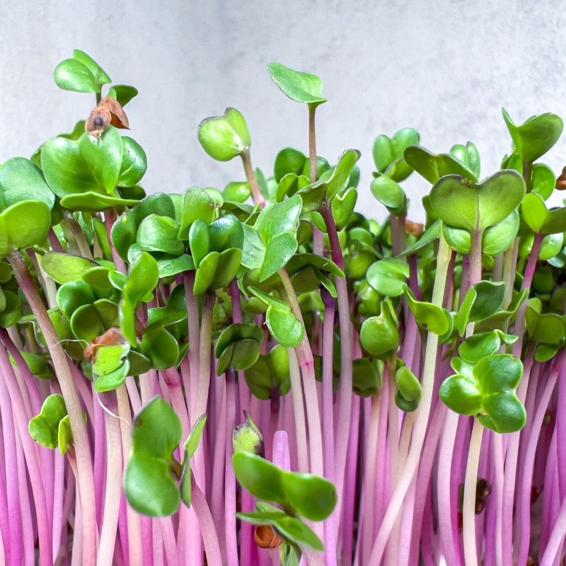 A retek csíra kiváló választás például szendvicsek ízesítésére