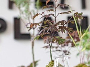 Kokedamával kerekebb a világ