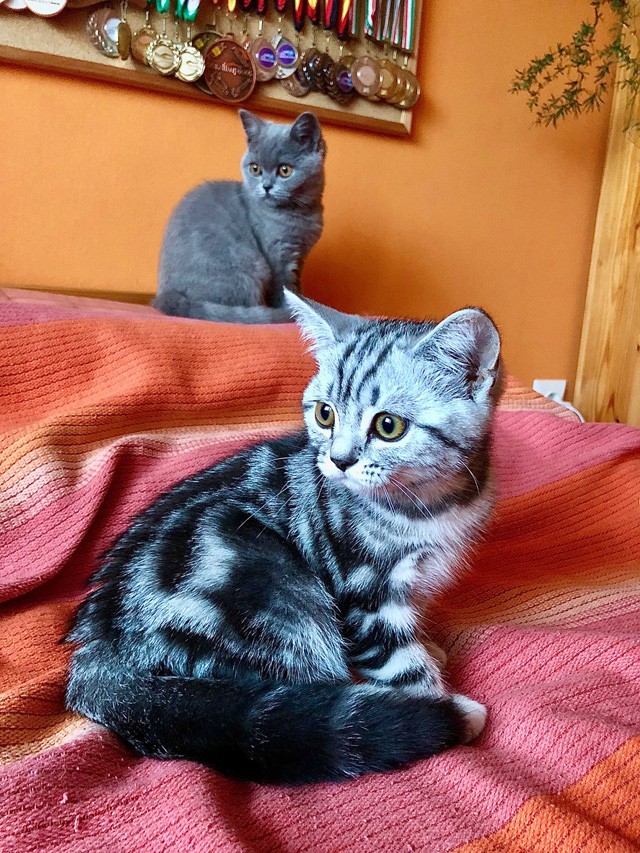 Illés Fanni: Életem két cicussal