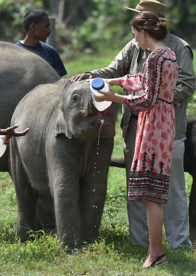kate middleton, vilmos herceg, turné, india, indiai, bébi elefánt, orrszarvú