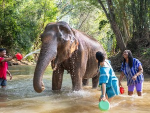 Erre az egy dologra nagyon figyelj oda, ha elefántot szeretnél simogatni Thaiföldön