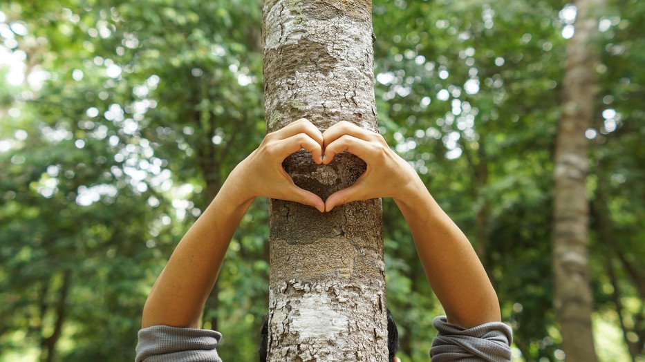 Az erdők védelme közös érdekünk