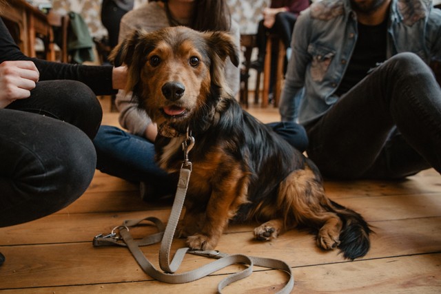 Menj koncertre és ments meg egy örökbefogadásra váró kiskutyát