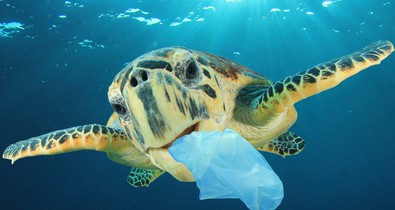 Már a méhlepényünkben is mikroműanyag van – hogyan védekezhetünk az élővilág csendes gyilkosai ellen?