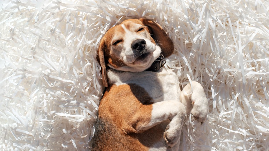 Rengeteget elárul, hogy milyen pózban alszik a kutyusod 