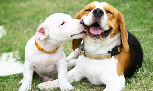 Egy desszert árából vehetsz ételt menhelyi kutyusoknak a Netpincéren