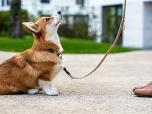 „A kutyák pont abban a legcsodálatosabbak, hogy velünk ellentétben nem merengenek a múlton” - Ezért az első két év a legfontosabb a kutya-gazdi kapcsolat kialakulásában