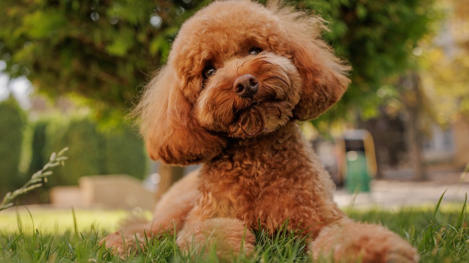 Tedd próbára, mennyire vagy otthon kutya témában!