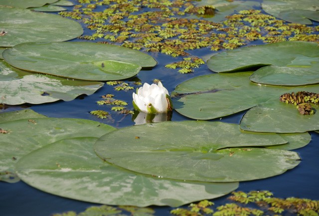 7 ok, amiért muszáj elmenned Tiszafüredre!