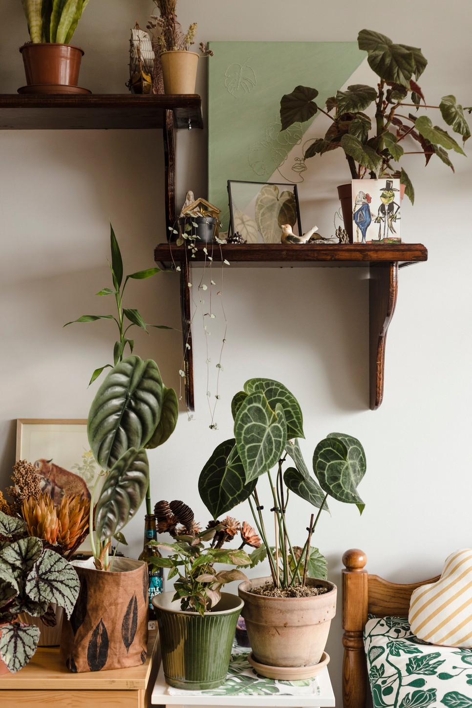 Növénygyűjtés felsőfokon: a magyar lány igazi növénydzsungelt varázsolt az otthonába