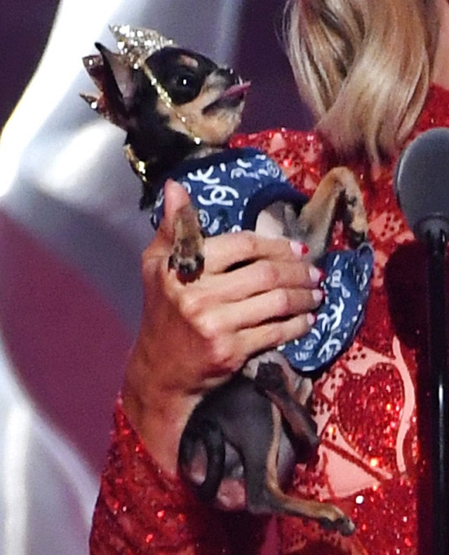 Paris Hilton kutyája