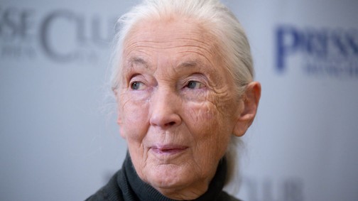 91 éves korában elhunyt Jane Goodall világhírű etológus