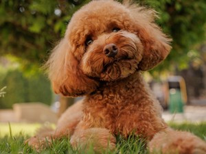 Kvíz: Csak szereted vagy ismered is a kutyákat? 9 kérdés és kiderül