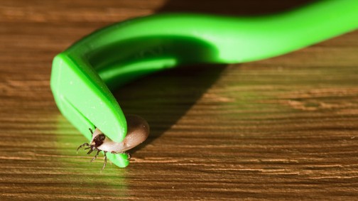 Riadó, itt a kullancsszezon! Így óvd magad!