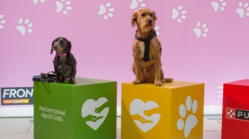 Állati jól sikerült az első GLAMOUR Mancsparty!