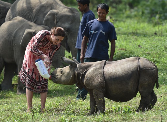 kate middleton, vilmos herceg, turné, india, indiai, bébi elefánt, orrszarvú