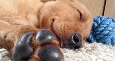 Csak egyetlen dolog, amitől sokkal jobban fogsz aludni!