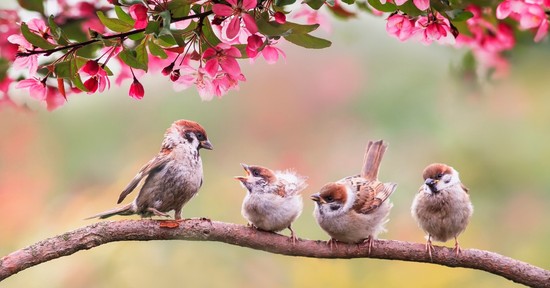 Eddig etetheted tavasszal a madarakat a kertben, hogy ne pusztuljanak el tömegesen a fiókák