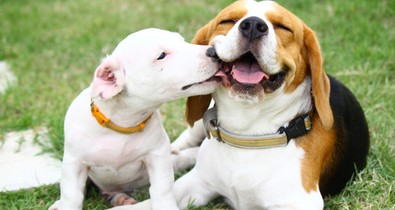 Egy desszert árából vehetsz ételt menhelyi kutyusoknak a Netpincéren