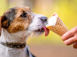 Ezekből az ételekből soha ne adj a kutyádnak
