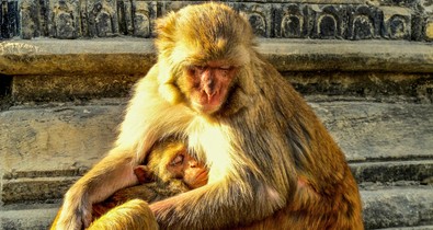 Biohacking kísérlet: Az Ikigai nyomában