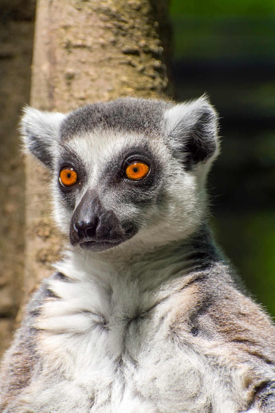 Örökbefogadókat keres a bajba jutott Szegedi Vadaspark
