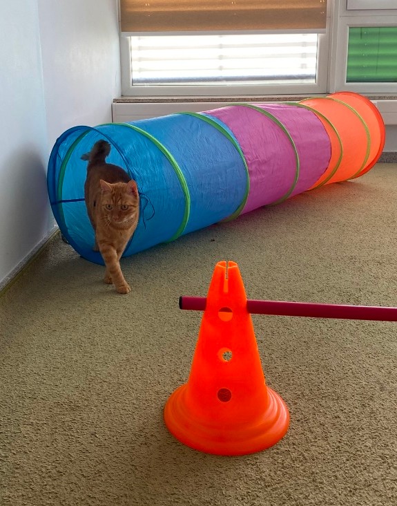 A kutyák mellett a macskák is könnyedén tanítható állatok, akiknek a terápiákban fontos szerepe van