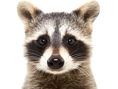 Erre az állatra hasonlítasz a leginkább a horoszkópod alapján