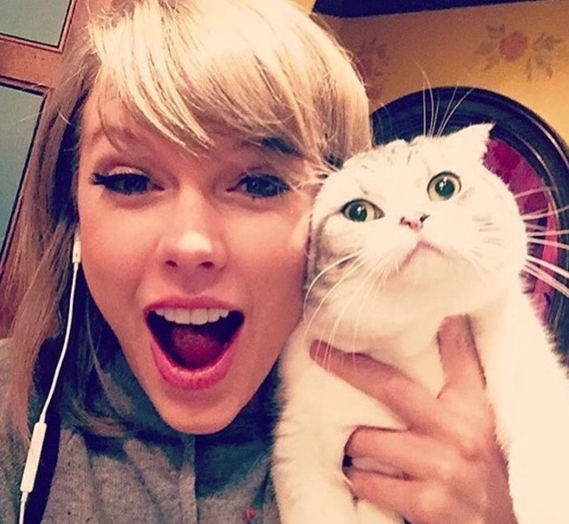 Íme a Taylor Swift jelmez macskáknak! Van ennél cukibb?