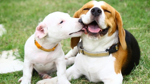 Egy desszert árából vehetsz ételt menhelyi kutyusoknak a Netpincéren