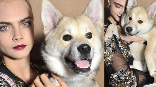 A topmodell cuki kölyökkutyája érdekesebb volt, mint a Chanel ruhák
