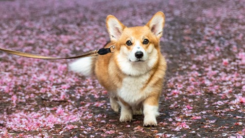 Pici de park: mi az a parklet mozgalom?